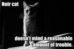 [Black cat Group Sussex]